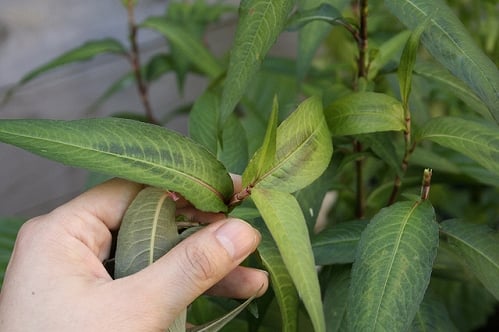 Đây là lý do bạn nên trồng ngay cây rau răm trong nhà